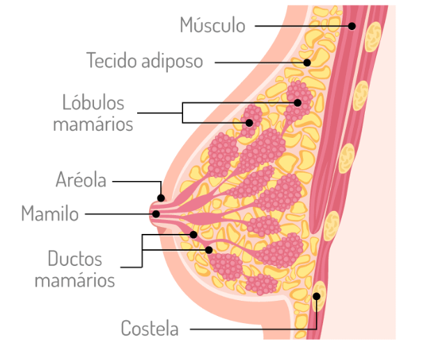 Anatomia da mama