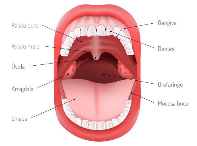 imagem cavidade oral